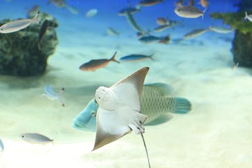 サンシャイン水族館に投稿された画像（2020/7/14）