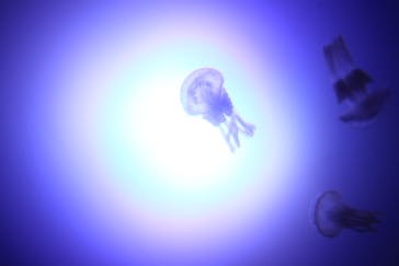 サンシャイン水族館に投稿された画像（2020/7/14）