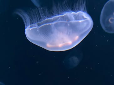 サンシャイン水族館に投稿された画像（2020/7/14）