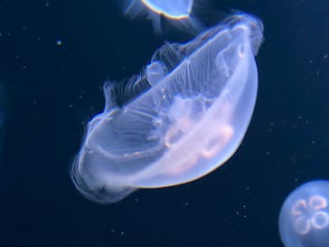サンシャイン水族館に投稿された画像（2020/7/14）