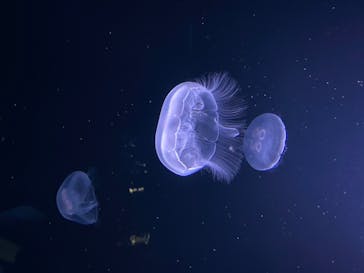 サンシャイン水族館に投稿された画像（2020/7/14）