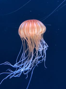 サンシャイン水族館に投稿された画像（2020/7/14）