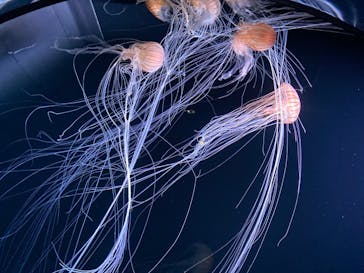 サンシャイン水族館に投稿された画像（2020/7/14）