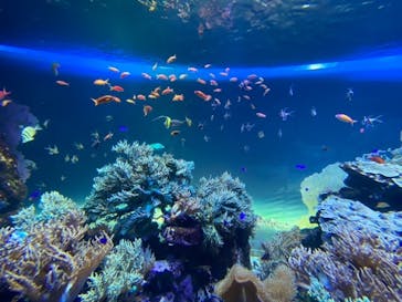 サンシャイン水族館に投稿された画像（2020/7/14）