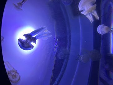 サンシャイン水族館に投稿された画像（2020/7/14）