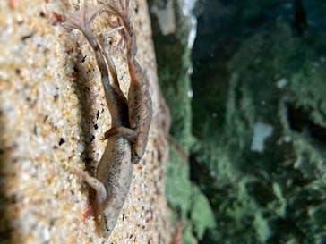 サンシャイン水族館に投稿された画像（2020/7/14）