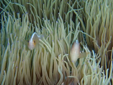 Sea World（シーワールド）に投稿された画像（2020/7/14）