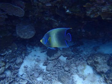 Sea World（シーワールド）に投稿された画像（2020/7/14）