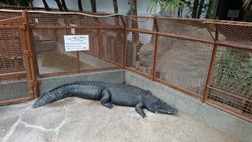 熱川バナナワニ園に投稿された画像（2020/7/14）