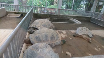 熱川バナナワニ園に投稿された画像（2020/7/14）