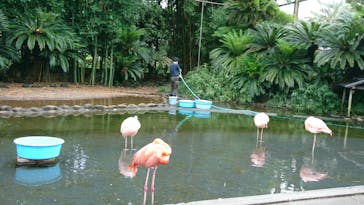 熱川バナナワニ園に投稿された画像（2020/7/14）