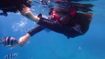 ダイビングショップ Sea Free（シーフリー）に投稿された画像（2020/7/15）