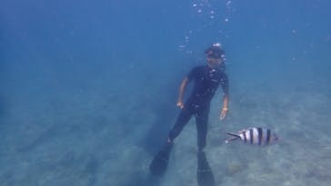 ダイビングショップ Sea Free（シーフリー）に投稿された画像（2020/7/15）