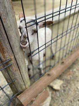しろとり動物園に投稿された画像（2020/7/15）