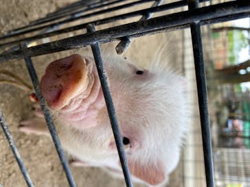 しろとり動物園に投稿された画像（2020/7/15）