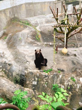 のぼりべつクマ牧場に投稿された画像（2020/7/15）