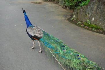 伊豆シャボテン動物公園に投稿された画像（2020/7/15）