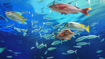 サンシャイン水族館に投稿された画像（2020/7/15）