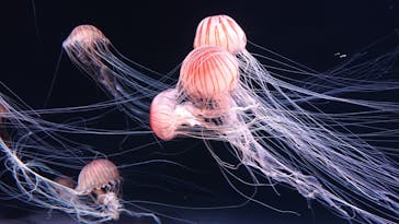 サンシャイン水族館に投稿された画像（2020/7/15）