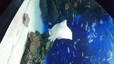 サンシャイン水族館に投稿された画像（2020/7/15）