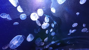 サンシャイン水族館に投稿された画像（2020/7/15）