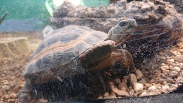 サンシャイン水族館に投稿された画像（2020/7/15）