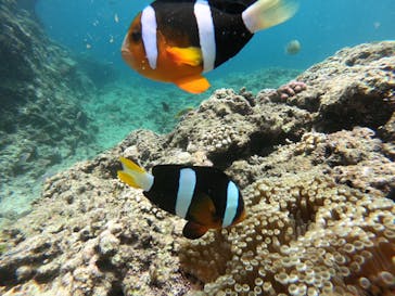 MalDive（モルダイブ）に投稿された画像（2020/7/16）