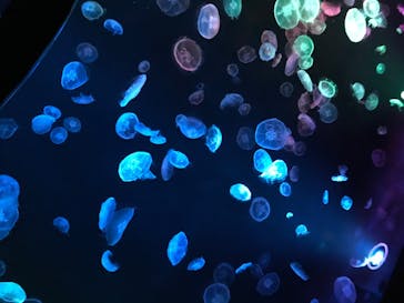 すみだ水族館に投稿された画像（2020/7/16）