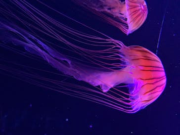 すみだ水族館に投稿された画像（2020/7/16）