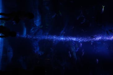 すみだ水族館に投稿された画像（2020/7/16）