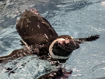 すみだ水族館に投稿された画像（2020/7/16）