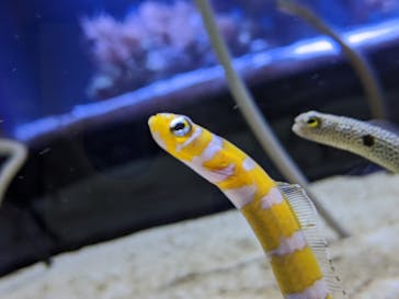 すみだ水族館に投稿された画像（2020/7/16）