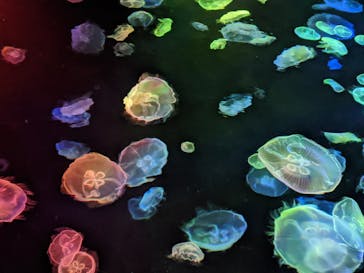 すみだ水族館に投稿された画像（2020/7/16）