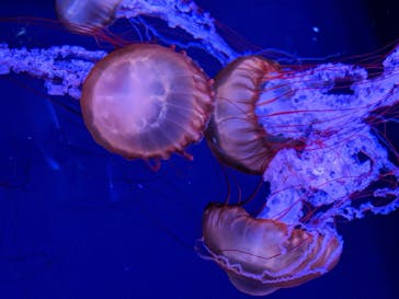 すみだ水族館に投稿された画像（2020/7/16）