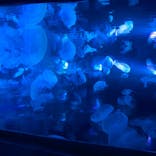 すみだ水族館に投稿された画像（2020/7/16）