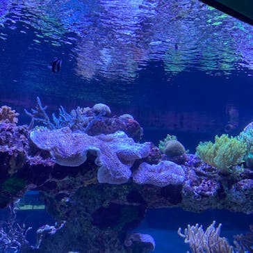 すみだ水族館に投稿された画像（2020/7/16）