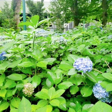 としまえんに投稿された画像（2020/7/16）