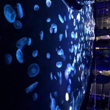 すみだ水族館に投稿された画像（2020/7/16）