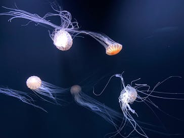 サンシャイン水族館に投稿された画像（2020/7/16）