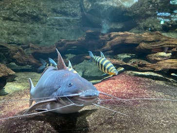 サンシャイン水族館に投稿された画像（2020/7/16）