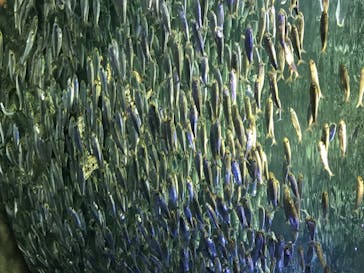 サンシャイン水族館に投稿された画像（2020/7/16）