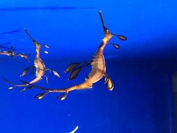 サンシャイン水族館に投稿された画像（2020/7/16）