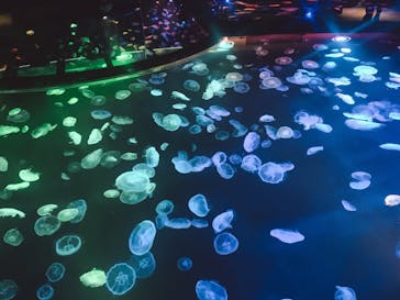 すみだ水族館に投稿された画像（2020/7/16）
