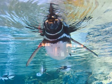 すみだ水族館に投稿された画像（2020/7/16）