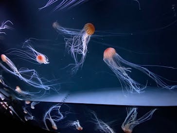 サンシャイン水族館に投稿された画像（2020/7/16）