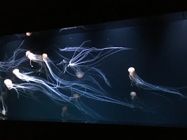 サンシャイン水族館に投稿された画像（2020/7/16）