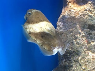 サンシャイン水族館に投稿された画像（2020/7/16）