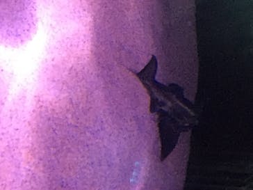 サンシャイン水族館に投稿された画像（2020/7/16）