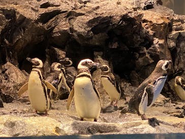 すみだ水族館に投稿された画像（2020/7/16）
