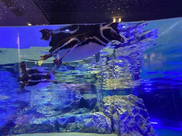 すみだ水族館に投稿された画像（2020/7/16）